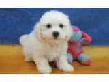 Naughty bischon frise puppies