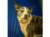Adopt Rocket a Boston Terrier Jack Russell Terrier