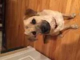 Adopt Holly a Golden Retriever Hound