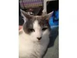 Adopt Sally a Gray or Blue (Mostly) Domestic Shorthair  Mixed (s