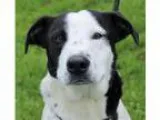 Adopt Reggie a White - with Black Cattle Dog  Mixed dog in Red B