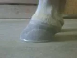 Farrier Horse Trims and Shoeing