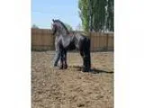 Friesian At Stud Sparten
