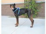 Adopt Bronson a Black - with Brown Red Golden Orange or Chestnut
