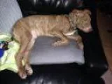 Adopt Puppy Gus a Boxer American Staffordshire Terrier