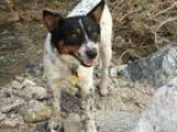 Adopt Luca a Australian Cattle Dog (Blue Heeler)