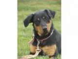 Adopt Bailey a Black - with Brown Red Golden Orange or Chestnut 