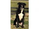 Adopt Bo Bo a Black - with White Great Dane  Labrador Retriever 