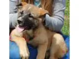 Adopt Raven (18 lb) a Tricolor (TanBrown and Black and White) Hu