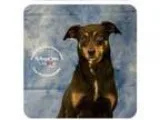 Adopt Emille a Black - with Tan Yellow or Fawn Miniature Pinsche