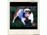 beautiful English Bulldog Puppies