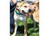 Adopt Sharpie - Adopted a TanYellowFawn Shar Pei  Labrador Retri