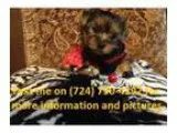 Male and female yorkie puppies ready