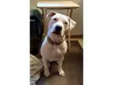 Adopt Angelica adoption pending a Pit Bull Terrier