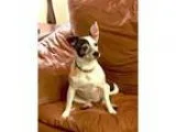 Adopt Dutch a Rat Terrier