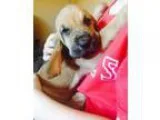 Active bloodhound puppies for sale