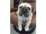 Adopt Scruffy a TanYellowFawn - with Black Brussels Griffon  Pug