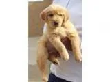 Nfgey Golden Retriever Puppies for sale