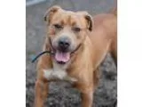 Adopt McFly(CGC Ready) a TanYellowFawn American Pit Bull Terrier
