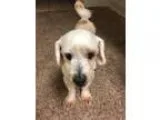 Adopt Flavio a Shih Tzu