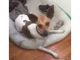 Adopt Buddy a Jack Russell Terrier Rat Terrier