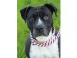 Adopt Izzy a Pit Bull Terrier