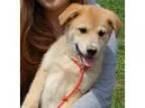 Adopt Rue (18 lb) a TanYellowFawn - with White Husky  Boxer  Mix