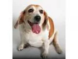 Adopt Tammy a BrownChocolate Basset Hound  Beagle  Mixed dog in 