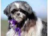 Adopt Haven and Havana a Shih Tzu