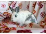 Adopt Gus a Bunny Rabbit