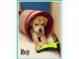 Adopt Rey a TanYellowFawn Shepherd (Unknown Type)  Hound (Unknow