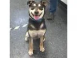 Adopt Concho a Australian Cattle Dog  Mixed dog in Menands NY (1