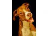 Adopt Bubba a Pit Bull Terrier Labrador Retriever