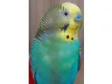 Adopt Bluebell a BudgieBudgerigar