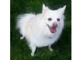 Adopt Bear a American Eskimo Dog