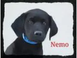 Adopt Nemo a Black Labrador Retriever  Hound (Unknown Type)  Mix