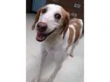 Adopt Adonis a English Pointer  Mixed dog in Van Wert OH (152216