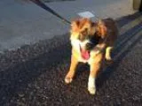 Adopt Bandit a Tricolor (TanBrown and Black and White) Australia