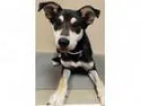 Adopt ADOPTED Darla (Oswego) a Shiba Inu