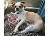 Adopt Sammie a White - with Tan Yellow or Fawn Shih Tzu  Mixed d