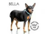 Adopt Bella a Black - with Tan Yellow or Fawn Miniature Pinscher