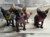 Sphynx Hairless kittens available