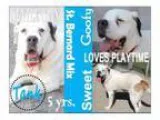Adopt Tank a Saint Bernard St. Bernard Bernese Mountain Dog