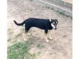 Adopt Sharlotte a Black - with Tan Yellow or Fawn Labrador Retri