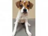 Adopt ADOPTED Daisy (Oswego) a Hound Terrier