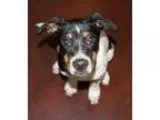 Adopt Boss Hogg a Tricolor (TanBrown and Black and White) Border