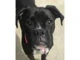 Adopt Willow a Black - with White Boxer  Mixed dog in Pontiac MI
