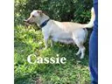 Adopt Cassie a TanYellowFawn Labrador Retriever  Mixed dog in Sp
