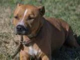 Adopt Binnie Barnes a Boxer Yellow Labrador Retriever