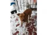 Adopt Levi a Pit Bull Terrier